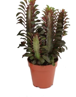 Dreikantige Wolfsmilch (Euphorbia trigona 'Rubra') D 12 H 20 cm