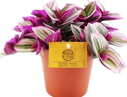 Dreimasterblume (Tradescantia albiflora 'Nanouk') D 12 H 20 cm