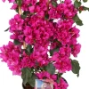 Drillingsblume (Bougainvillea glabra 'Sanderiana') D 21 H 70 cm