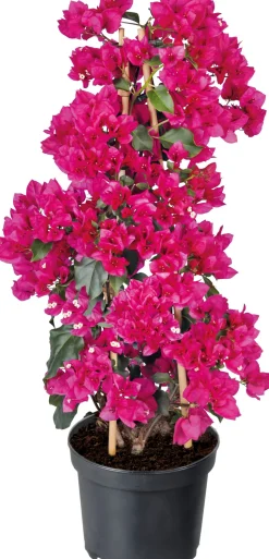 Drillingsblume (Bougainvillea glabra 'Sanderiana') D 21 H 70 cm