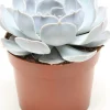 Echeverie (Echeveria 'Lilacina') D 12 H 15 cm