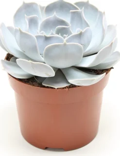 Echeverie (Echeveria 'Lilacina') D 12 H 15 cm