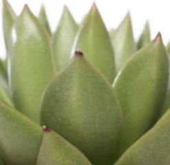 Echeverie (Echeveria 'Miranda') D 12 H 14 cm