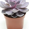 Echeverie (Echeveria 'Purple Pearl') D 12 H 15 cm