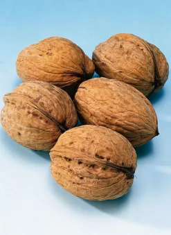 Echte Walnuss (Juglans regia 'Broadview')