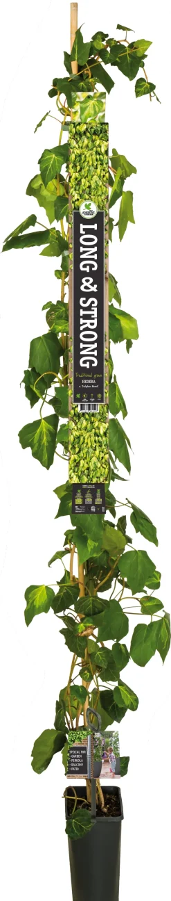 Efeu (Hedera colchica 'Sulphur Heart') D 23 H 210 cm