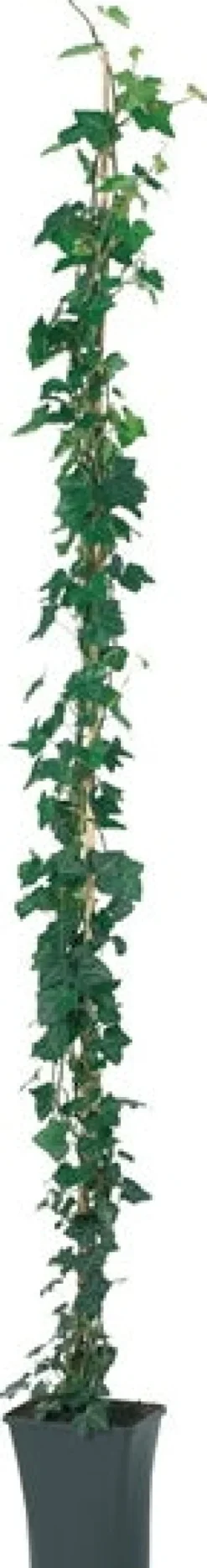 Efeu (Hedera hibernica) D 23 H 210 cm