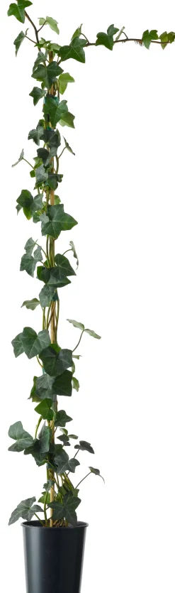 Efeu (Hedera hibernica) D 11 H 90 cm