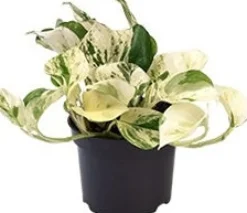 Efeutute (Epipremnum pinnatum 'Happy Leaf') D 12 H 15 cm