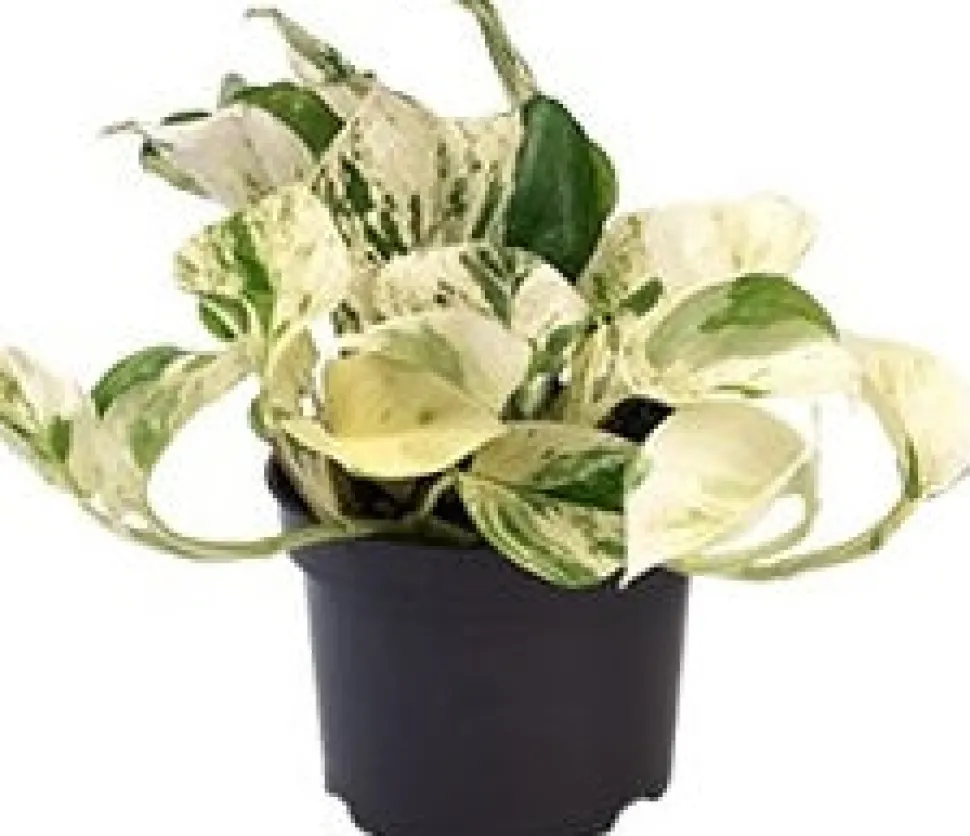 Efeutute (Epipremnum pinnatum 'Happy Leaf') D 12 H 15 cm