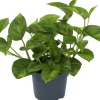 Efeutute (Epipremnum pinnatum 'Global Green') D 12 H 20 cm