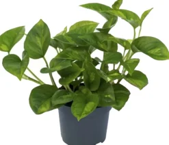 Efeutute (Epipremnum pinnatum 'Global Green') D 12 H 20 cm