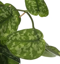 Efeutute mit Moosstab (Epipremnum pictus 'Trebie') D 27 H 150 cm