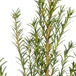 Eibe (Taxus baccata)