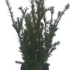 Eibenbaum (Taxus media 'Groenland') D 17 H 60 cm
