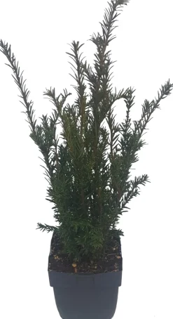 Eibenbaum (Taxus media 'Groenland') D 17 H 60 cm