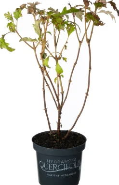 Eichenblatthortensie (Hydrangea quercifolium 'Burgundy') D 19 H 40 cm