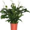Einblatt (Spathiphyllum 'Sweet Lauretta') D 24 H 105 cm