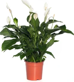Einblatt (Spathiphyllum 'Sweet Lauretta') D 24 H 105 cm