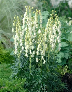Eisenhut (Aconitum napellus 'Album')