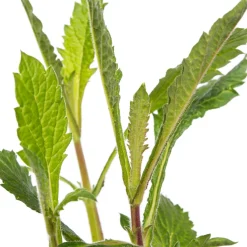 Eisenkraut (Verbena bonariensis) D 9 H 5 cm