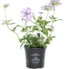 Eisenkraut (Verbena) D 10,5 H 20 cm