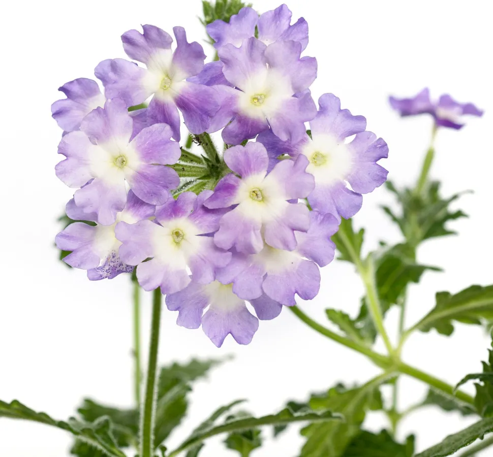 Eisenkraut (Verbena) D 10,5 H 20 cm