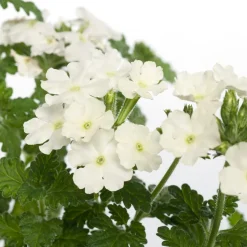 Eisenkraut (Verbena) D 10,5 H 20 cm