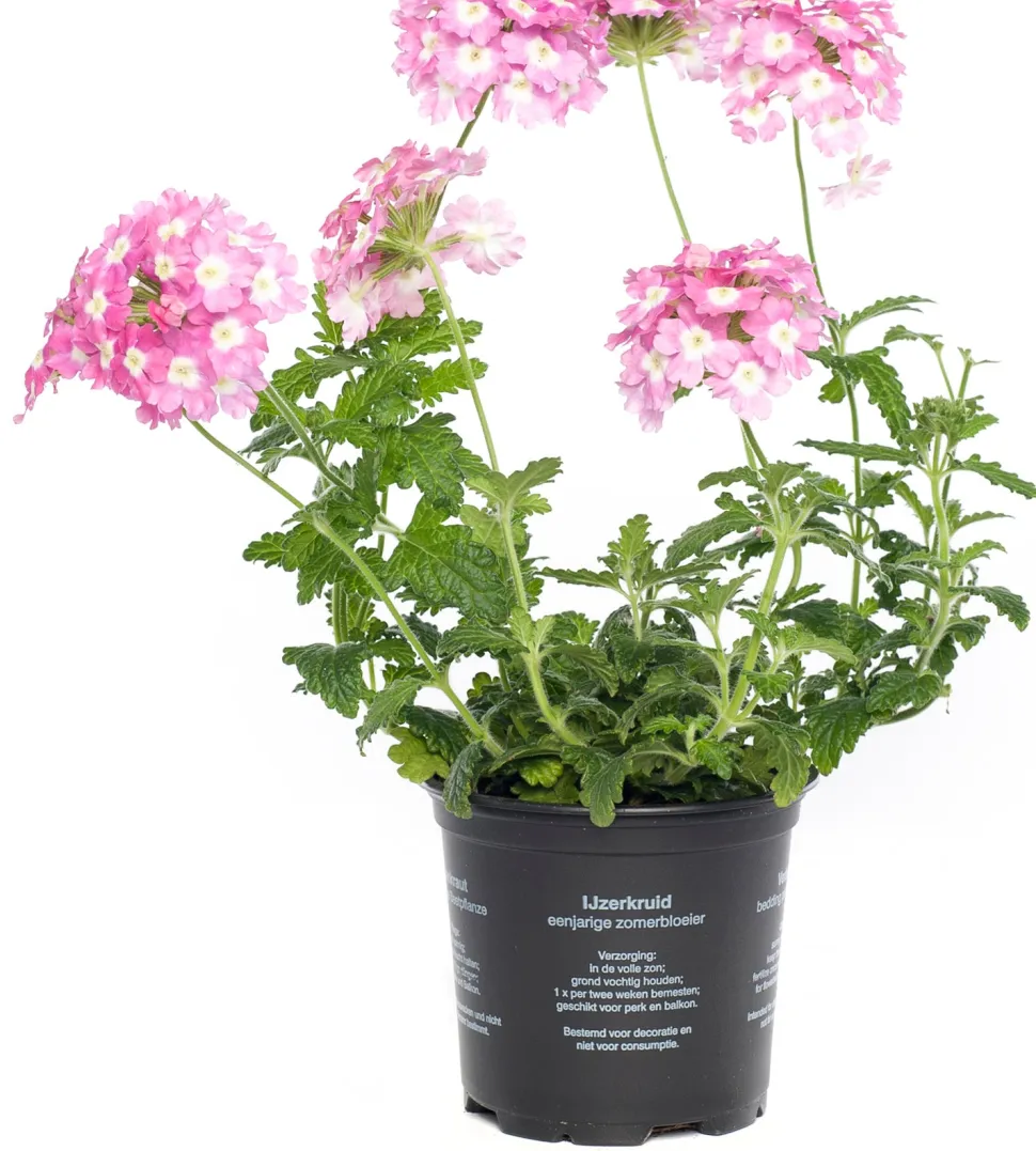 Eisenkraut (Verbena) D 10,5 H 20 cm