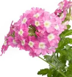 Eisenkraut (Verbena) D 10,5 H 20 cm
