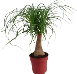 Elefantenfuß (Beaucarnea 'Maya Palm') D 19 cm H 60 cm