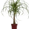 Elefantenfuß (Beaucarnea 'Maya Palm') D 24 H 85 cm