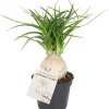 Elefantenfuß (Beaucarnea recurvata 'Nolina') D 6 H 15 cm