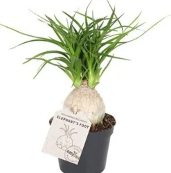 Elefantenfuß (Beaucarnea recurvata 'Nolina') D 6 H 15 cm