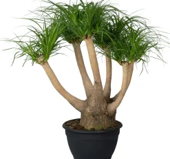 Elefantenfuß (Beaucarnea recurvata) D 30 H 120 cm