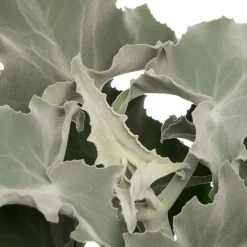 Elefantenohr (Kalanchoë beharensis) D 13 H 30 cm