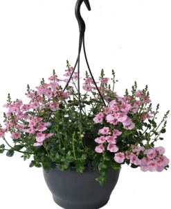 Elfensporn-Ampel (Diascia 'Flying Colors Rose Upright') D 23 H 35 cm