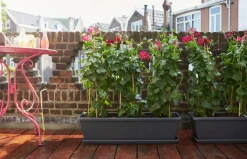 Elho Barcelona XL Blumenkasten 60 cm anthrazit