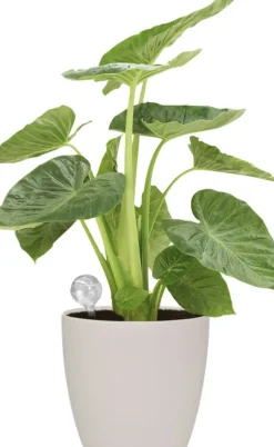 Elho Bewässerungskugeln Aqua Care transparent 0,35 l