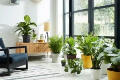 Elho Blumentopf B. for original Liv D 22 cm H 20,3 cm schwarz