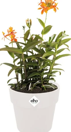 Elho Blumentopf B. for original D 25 cm H 23,2 cm weiß