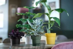 Elho Blumentopf B. for original Liv D 14 cm H 12,8 cm schwarz