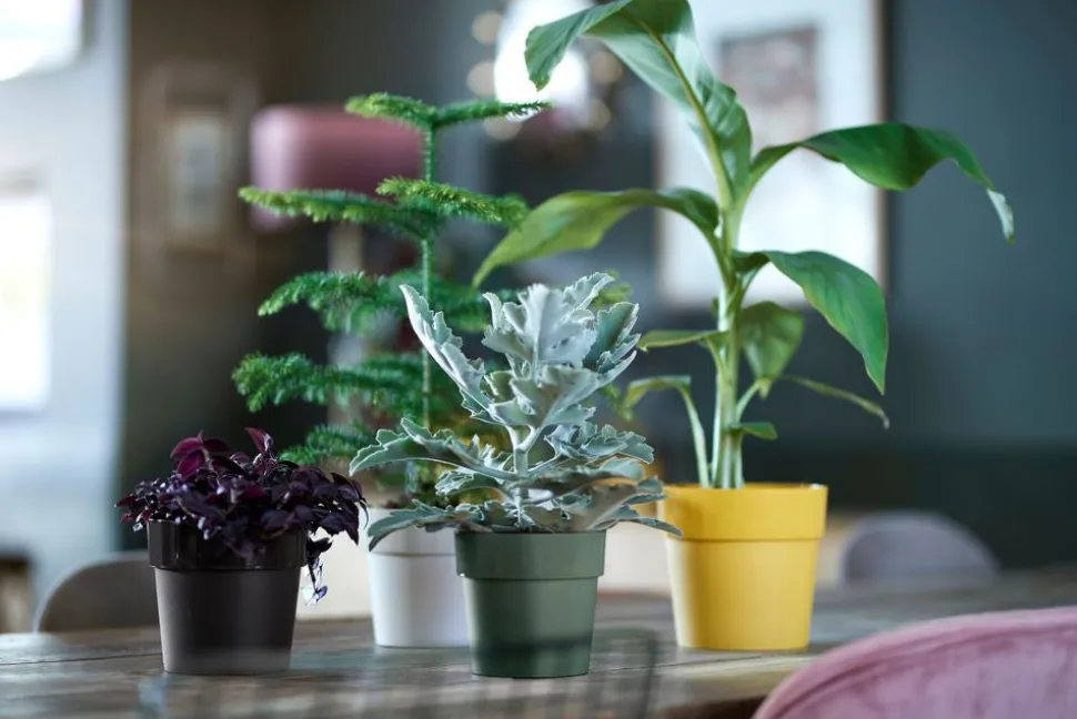 Elho Blumentopf B. for original Liv D 14 cm H 12,8 cm schwarz