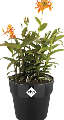 Elho Blumentopf B. for original Liv D 29,5 cm H 27,2 cm schwarz