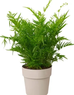 Elho Blumentopf B. for original D 16 cm H 14,6 cm grau