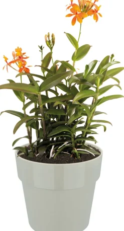 Elho Blumentopf B. for original D 16 cm H 14,6 cm grau