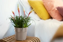 Elho Blumentopf B. for original D 16 cm H 14,6 cm grau