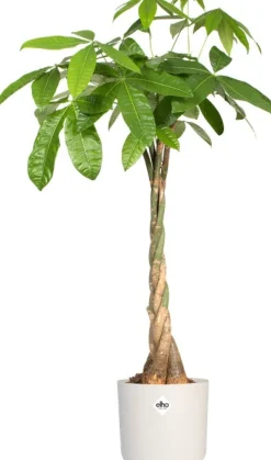 Elho Blumentopf B. for soft D 13,8 cm H 12,5 cm weiß