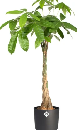 Elho Blumentopf B. for soft D 16 cm H 14,9 cm anthrazit