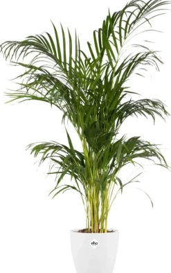 Elho Blumentopf Brussels rund D 15,9 cm H 14,6 cm weiß